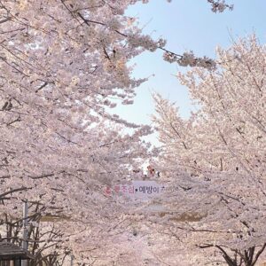 韩国首尔樱花季好去处 - 首尔林 图/baddiethana instagram