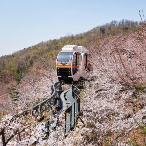 韩国看樱花好去处-和谈林图/@hwadamsup instagram 