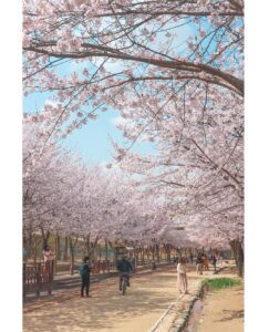 樱花季的首尔林散步小路 图/@g_bbangdori1103 instagram