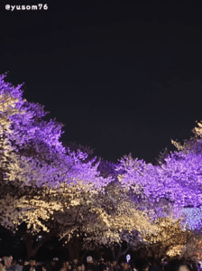 韩国果川著名欣赏夜樱的景点 - LetsRun park 图/yusom76 instagram