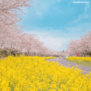 韩国济州岛的著名赏樱地点 - 樱花油菜花兜风路 图/jjuuu_aaaaa instagram