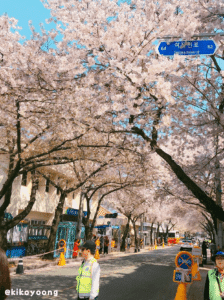 韩国镇海樱花节著名景点 - 馀佐川