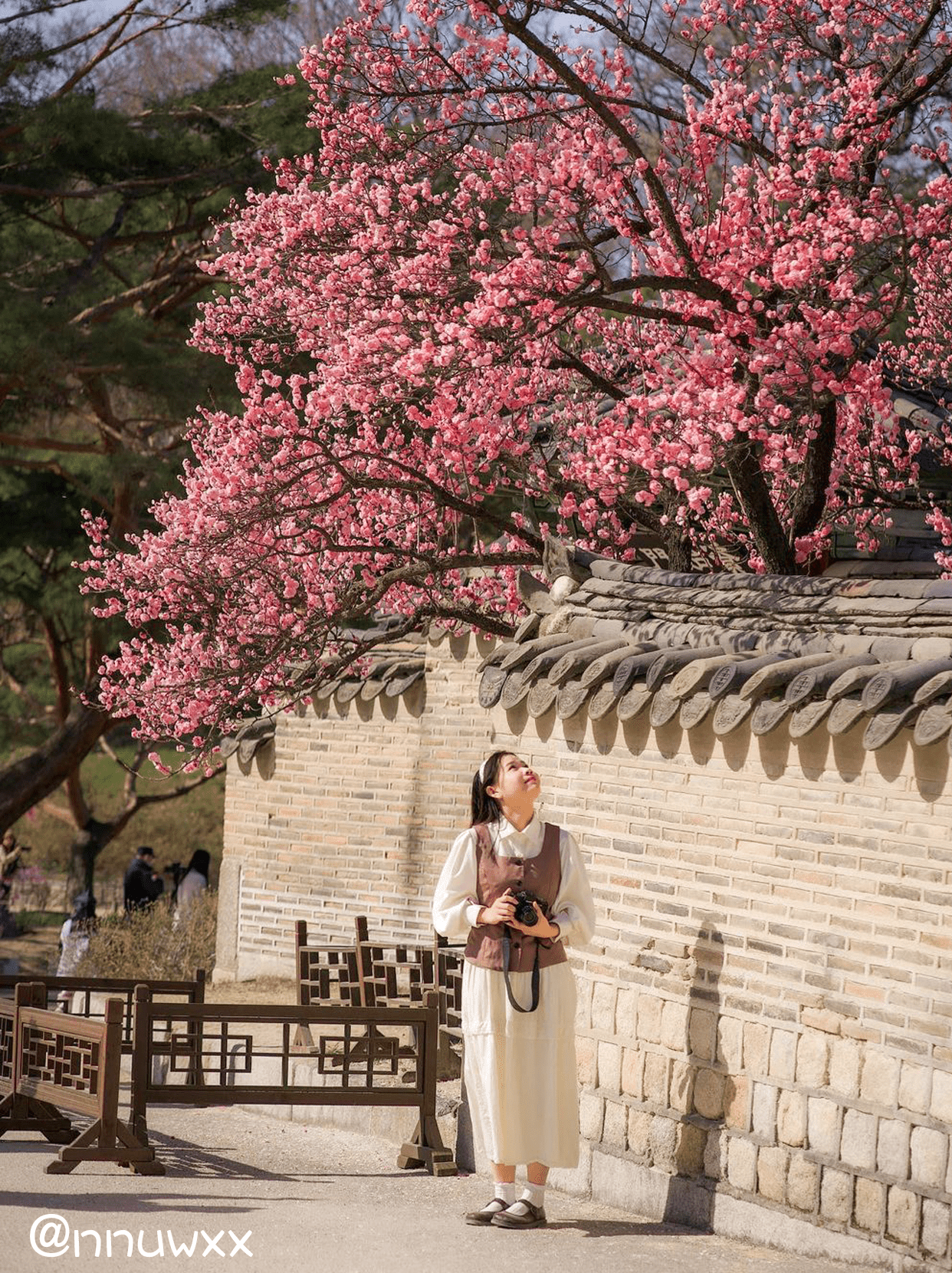 韩国传统宫殿昌德宫中的红梅花正在盛开。