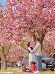 韩国渼沙里竞艇公园重瓣樱花。