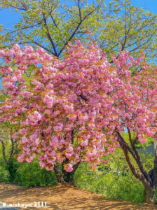韩国首尔波拉美公园重瓣樱花。