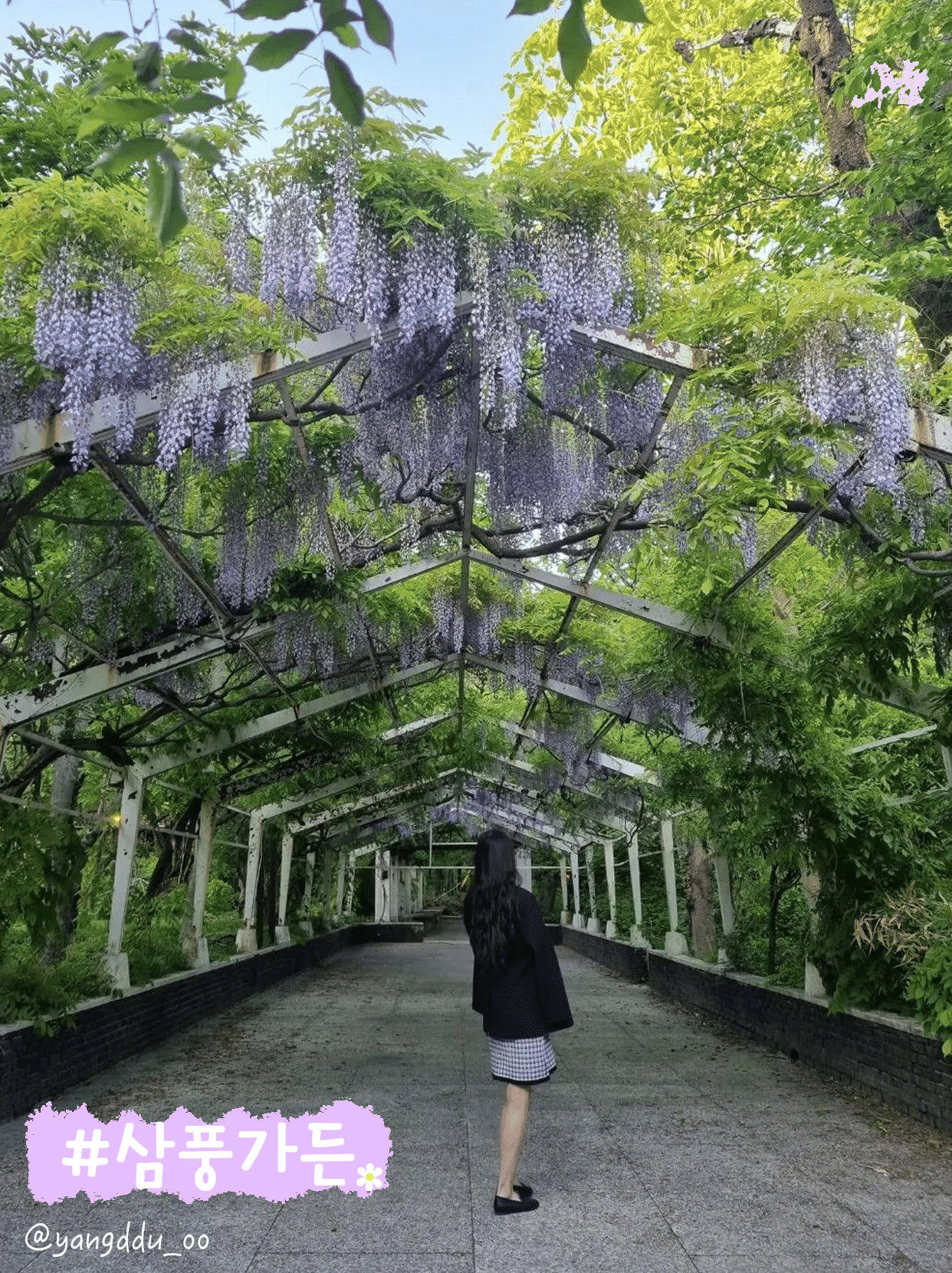 首尔近郊可以观赏紫藤花的私人园区